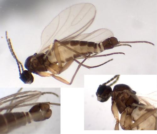 Corynoptera sp.
